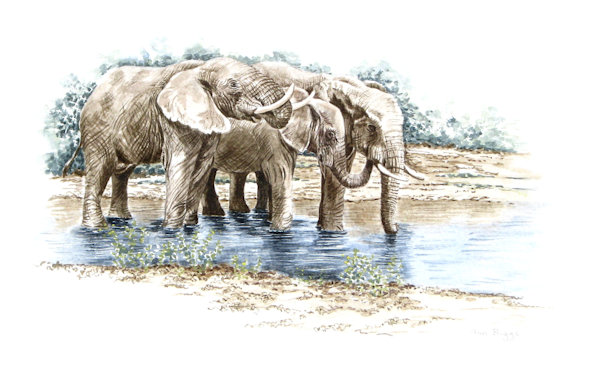 Trio of elephants